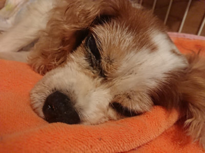 f:id:roukenhome-ann:20190823075637j:plain