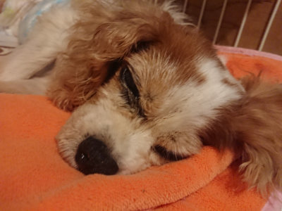 f:id:roukenhome-ann:20190823075652j:plain
