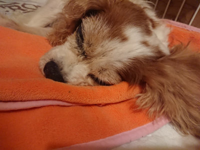 f:id:roukenhome-ann:20190823075659j:plain