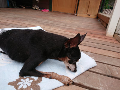 f:id:roukenhome-ann:20190823075850j:plain