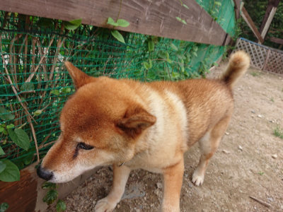 f:id:roukenhome-ann:20190823080008j:plain