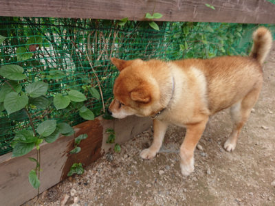 f:id:roukenhome-ann:20190823080025j:plain