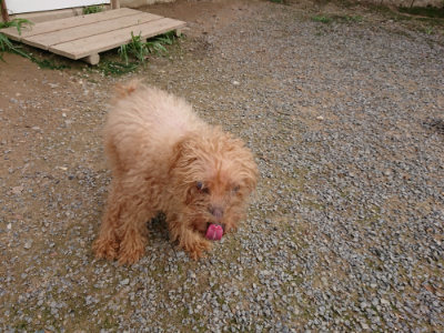f:id:roukenhome-ann:20190823080259j:plain