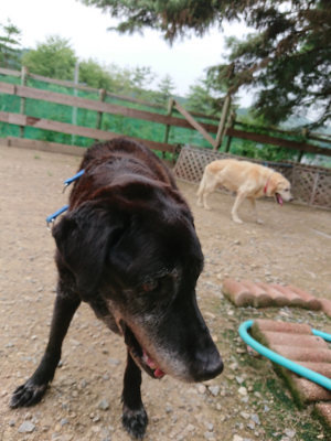 f:id:roukenhome-ann:20190823080305j:plain