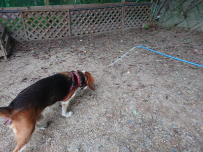 f:id:roukenhome-ann:20190823080327j:plain