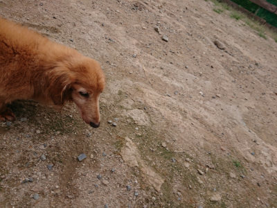 f:id:roukenhome-ann:20190823080433j:plain