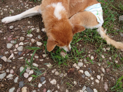 f:id:roukenhome-ann:20190823080610j:plain