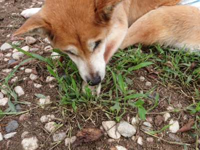f:id:roukenhome-ann:20190823080630j:plain