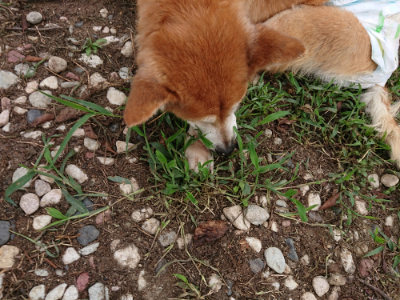 f:id:roukenhome-ann:20190823080647j:plain