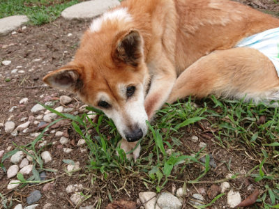 f:id:roukenhome-ann:20190823080728j:plain