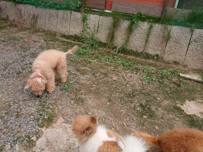 f:id:roukenhome-ann:20190823082355j:plain