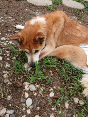 f:id:roukenhome-ann:20190823082437j:plain