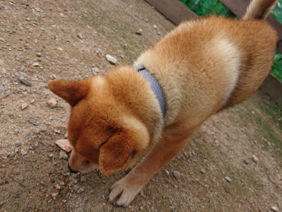 f:id:roukenhome-ann:20190823082448j:plain