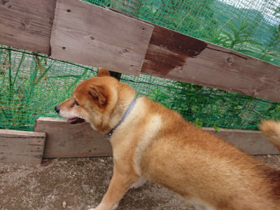 f:id:roukenhome-ann:20190823082509j:plain