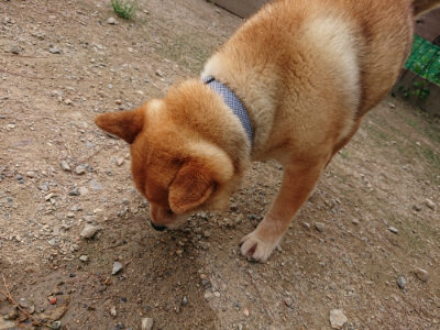 f:id:roukenhome-ann:20190823082527j:plain