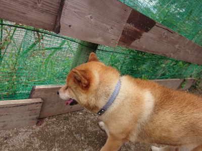 f:id:roukenhome-ann:20190823082601j:plain
