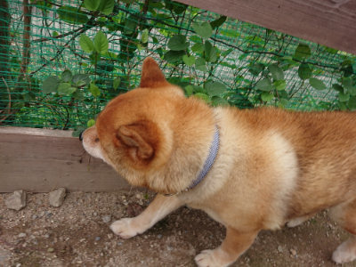 f:id:roukenhome-ann:20190823082700j:plain