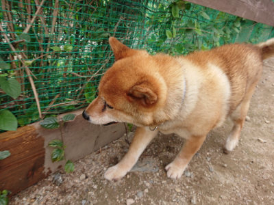 f:id:roukenhome-ann:20190823082707j:plain