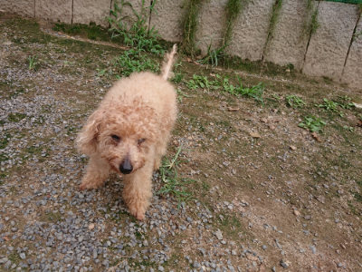 f:id:roukenhome-ann:20190823100109j:plain