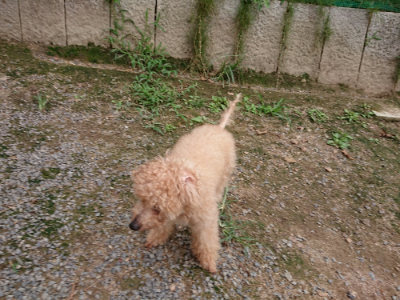 f:id:roukenhome-ann:20190823100140j:plain
