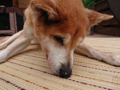 f:id:roukenhome-ann:20190823100650j:plain