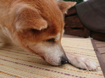 f:id:roukenhome-ann:20190823100707j:plain