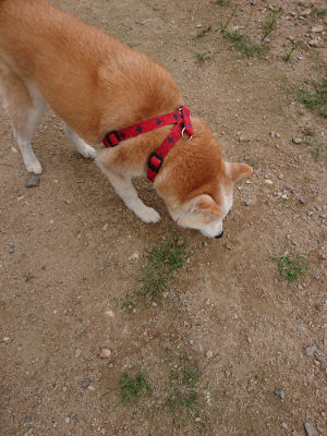 f:id:roukenhome-ann:20190823100717j:plain