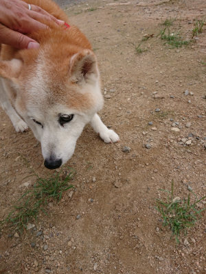 f:id:roukenhome-ann:20190823100738j:plain
