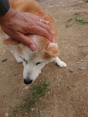 f:id:roukenhome-ann:20190823100743j:plain