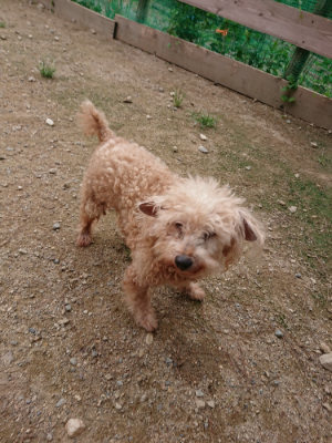 f:id:roukenhome-ann:20190823100810j:plain