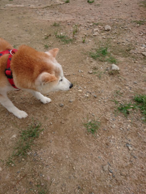 f:id:roukenhome-ann:20190823100821j:plain