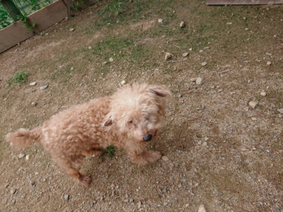 f:id:roukenhome-ann:20190823100834j:plain