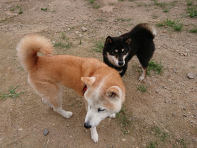 f:id:roukenhome-ann:20190823100939j:plain