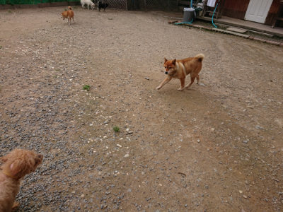 f:id:roukenhome-ann:20190823112227j:plain