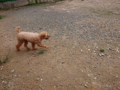 f:id:roukenhome-ann:20190823112321j:plain