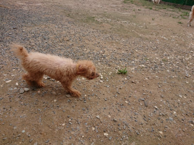 f:id:roukenhome-ann:20190823112347j:plain