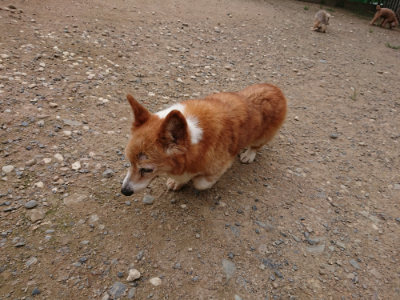 f:id:roukenhome-ann:20190823112353j:plain