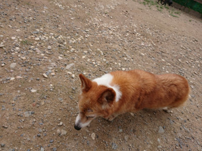 f:id:roukenhome-ann:20190823112410j:plain