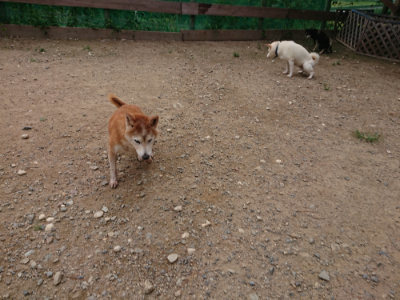 f:id:roukenhome-ann:20190823112425j:plain