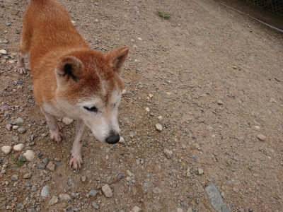 f:id:roukenhome-ann:20190823112430j:plain