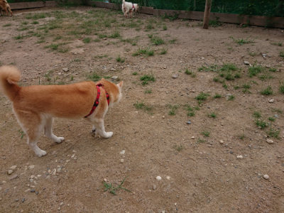 f:id:roukenhome-ann:20190823113638j:plain