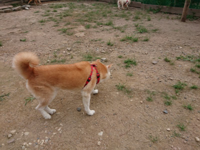 f:id:roukenhome-ann:20190823113644j:plain