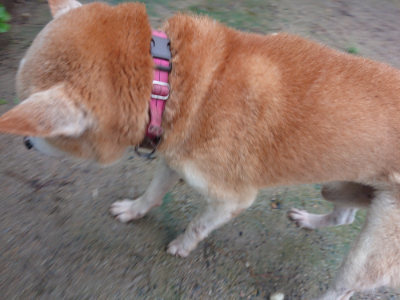 f:id:roukenhome-ann:20190823122520j:plain