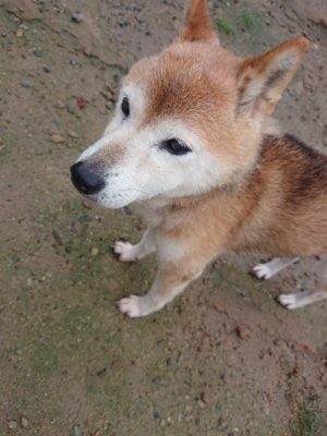 f:id:roukenhome-ann:20190823122544j:plain