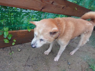 f:id:roukenhome-ann:20190823122611j:plain