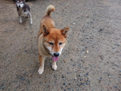 f:id:roukenhome-ann:20190823123237j:plain