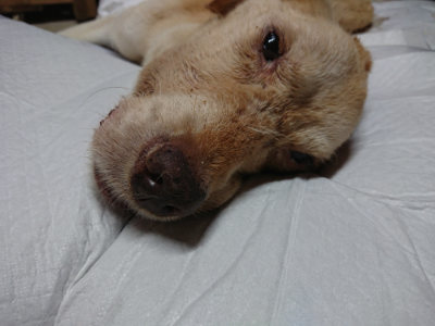 f:id:roukenhome-ann:20190823133204j:plain