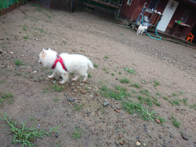 f:id:roukenhome-ann:20190823133233j:plain