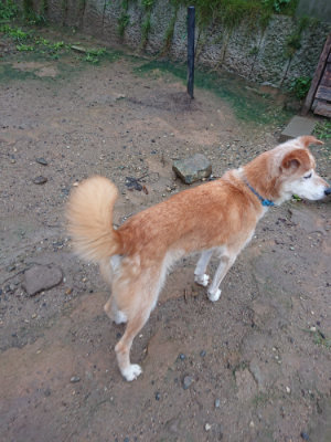 f:id:roukenhome-ann:20190823133622j:plain