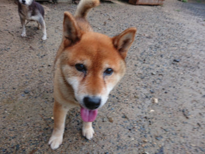 f:id:roukenhome-ann:20190823133640j:plain